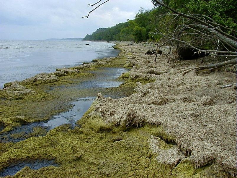 Pankrannikul I aug. 2006