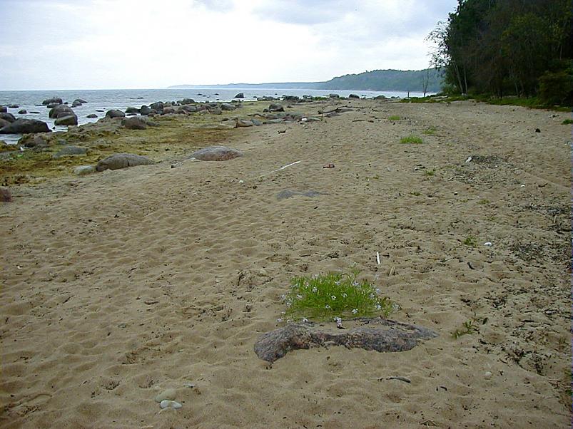 Pankrannikul I aug. 2006