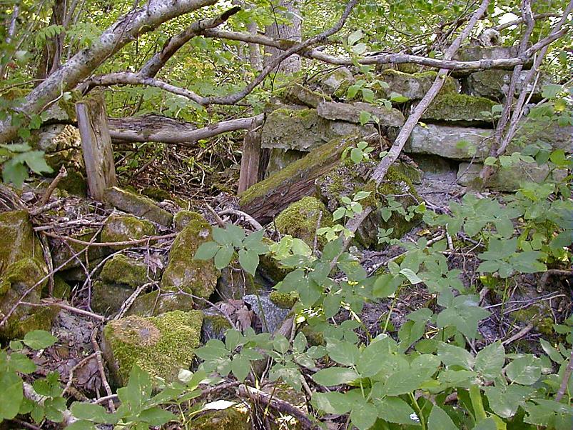 Pankrannikul I aug. 2006